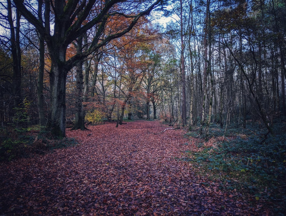 pathway covered with wilted trees in the forest