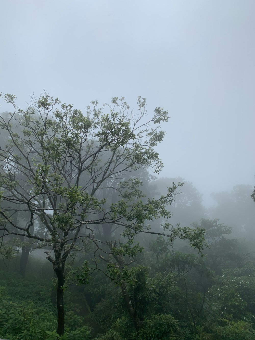 green trees foliage covered with white fog