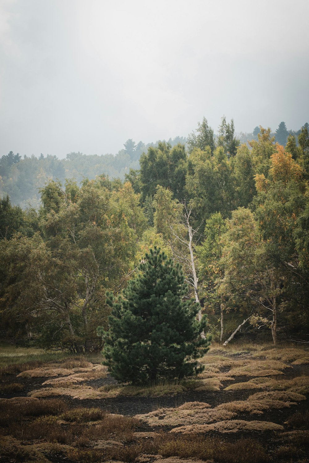 field surrounded with green trees