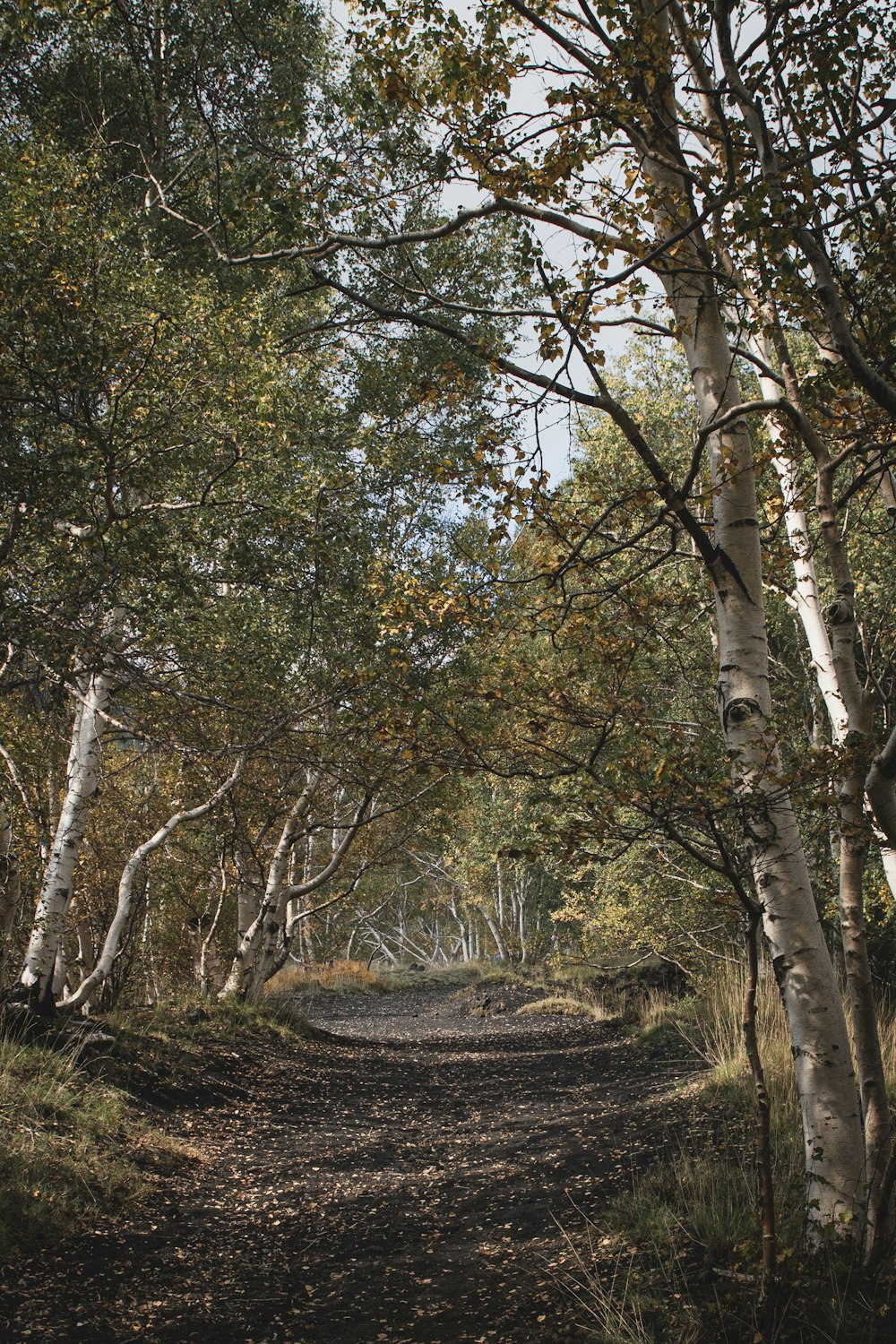 photographie d’arbres de forêt