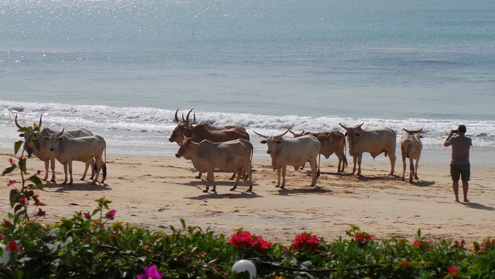 herd of cattle near seashore and man standing while taking photo on animals