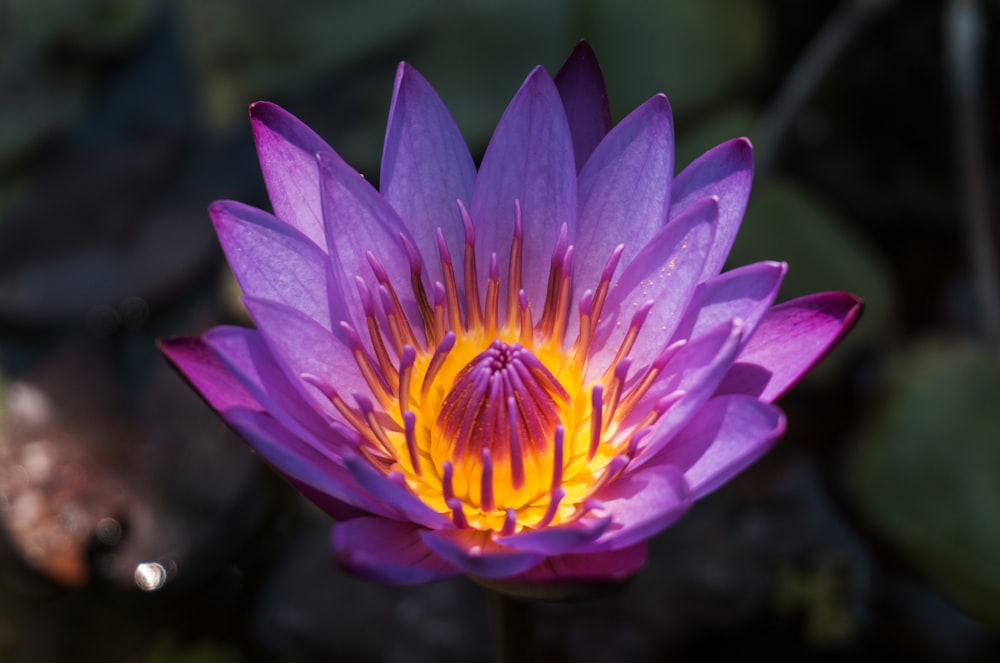 purple lotus flower