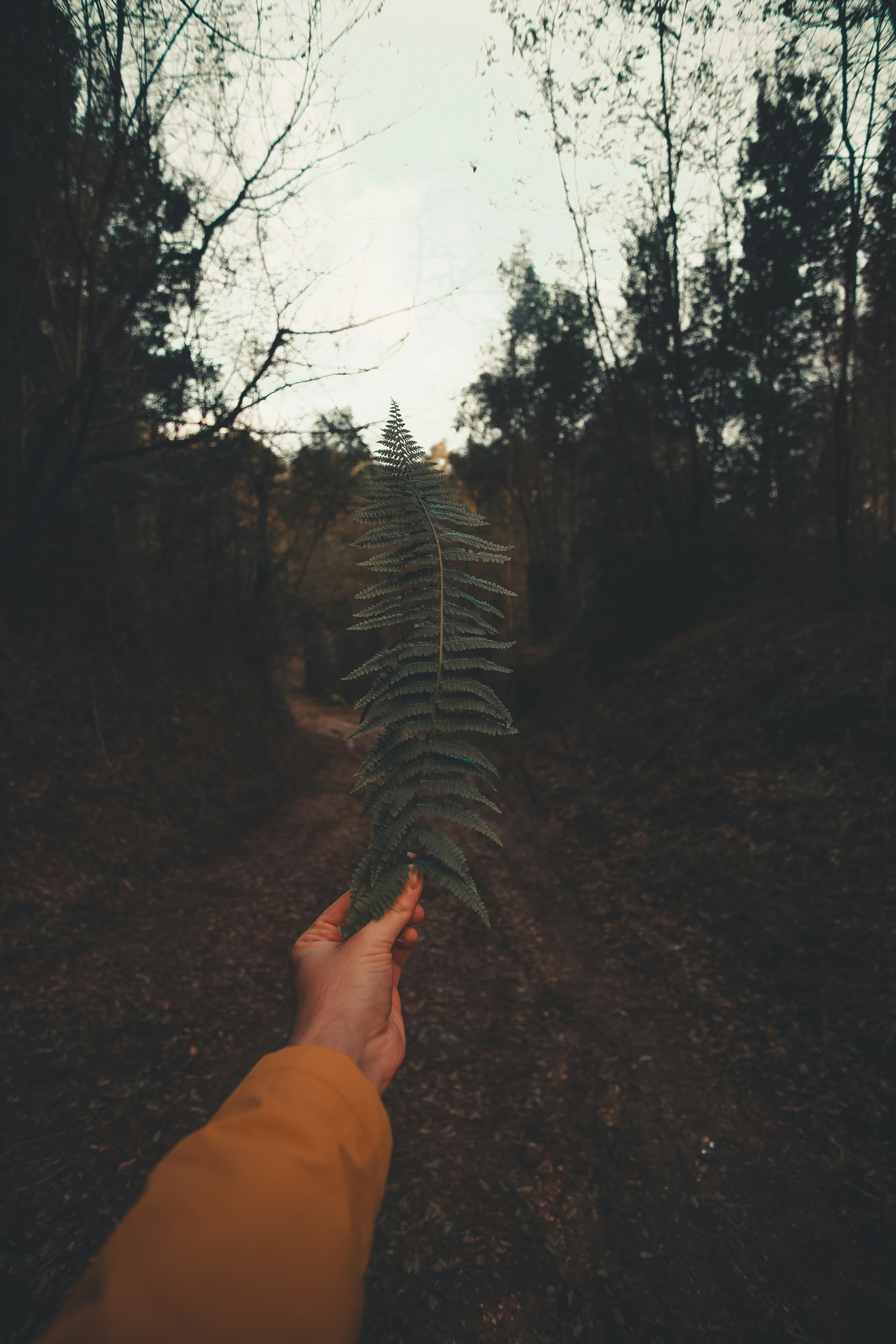 person holding green fern plant
