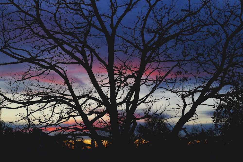 silhouette of trees