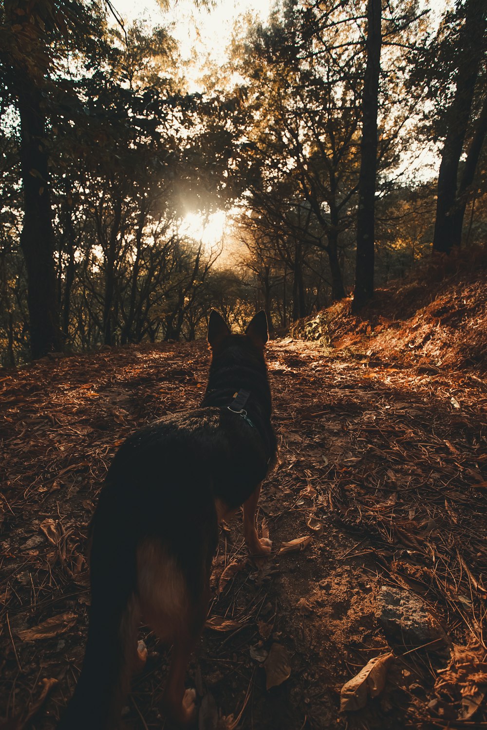 long-coated black dog in front of green trees