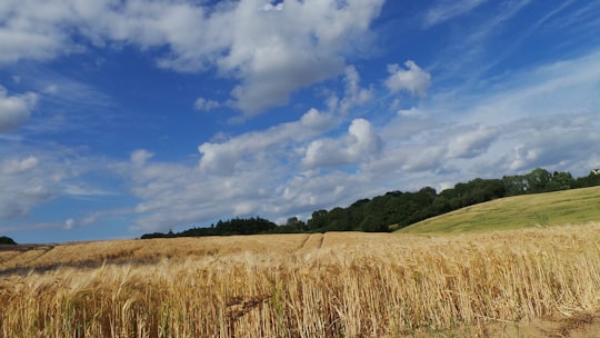 landscape photography of wheat field under a cloudy sky in Bonsmoulins France