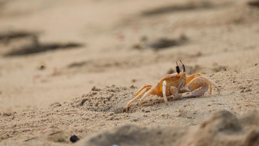 brown crab photograph