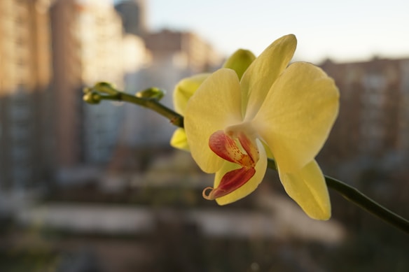 A close-up of a pale yellow orchid flower with a reddish center, placed against a blurred urban background featuring high-rise buildings.