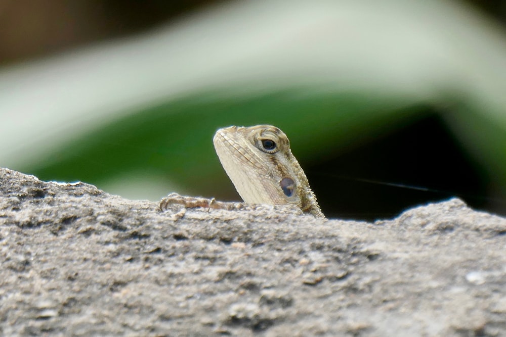 lizard on gray rock\