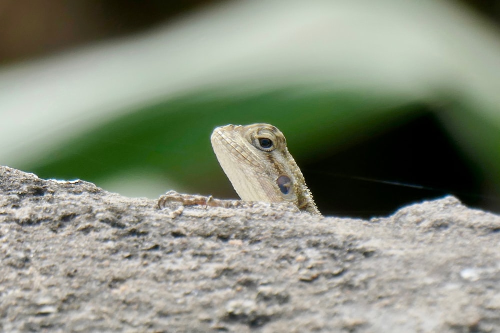 lézard sur roche grise \