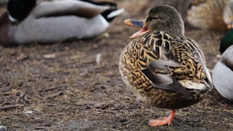 A mallard duck stands on the ground with brown, patterned feathers and an orange beak. The duck is facing slightly to the right with other ducks blurred in the background, suggesting a natural outdoor environment.