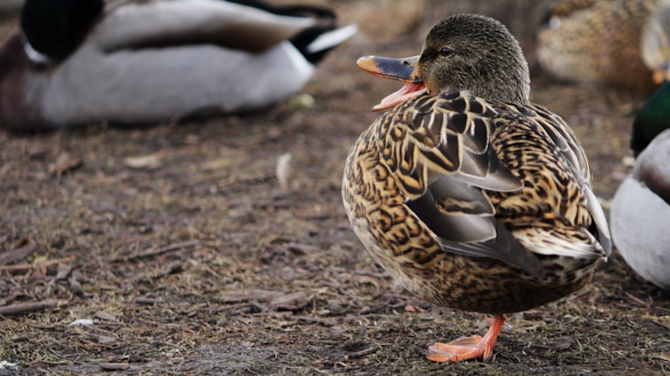 A mallard duck stands on the ground with brown, patterned feathers and an orange beak. The duck is facing slightly to the right with other ducks blurred in the background, suggesting a natural outdoor environment.