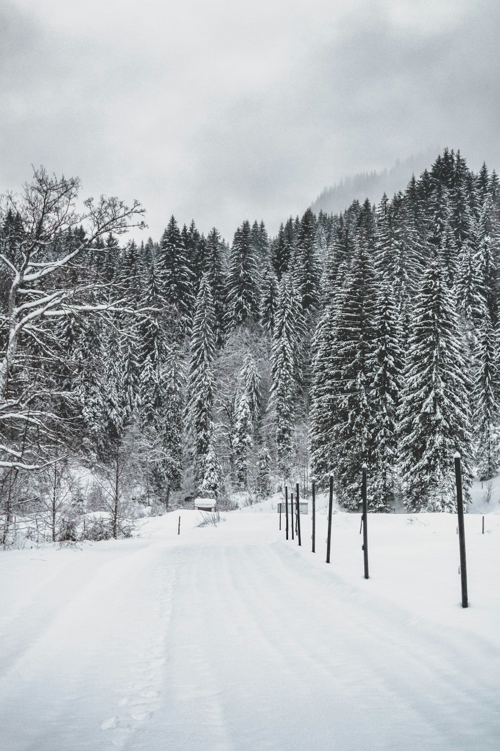 snow field with trees during daytime