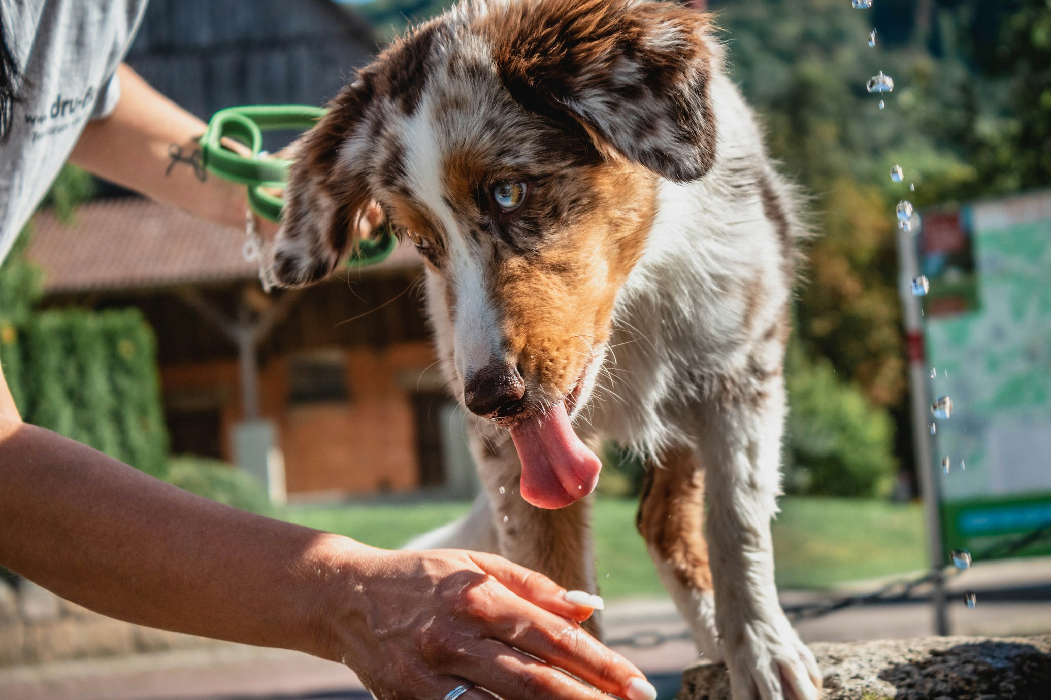 Why Do Dogs Lick Their Wounds?