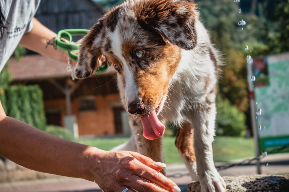 tricolor dog drinking water