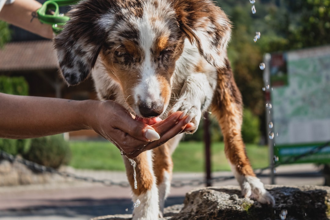 time lapse photography of a dog drinking water from a person's hand