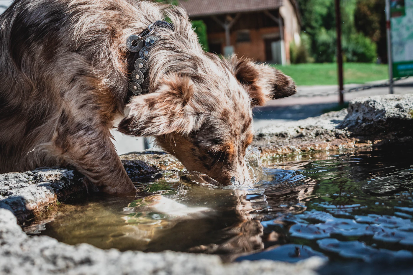 Dog drinking water outdoors