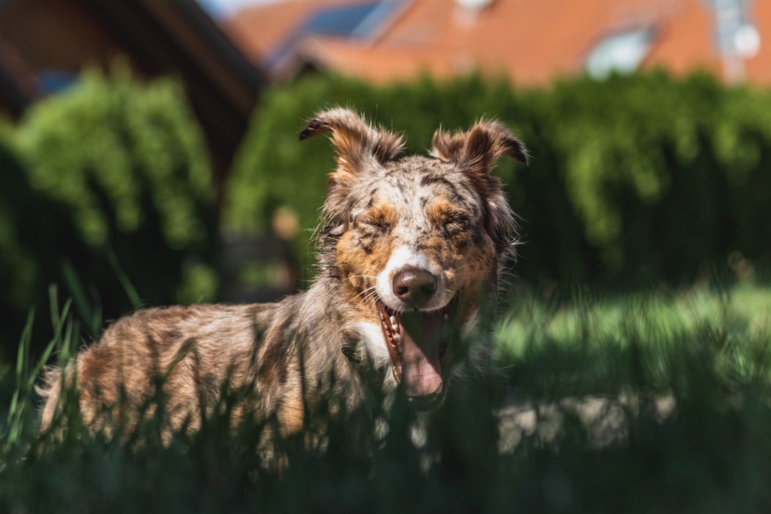 Australian Koolie dog on green field