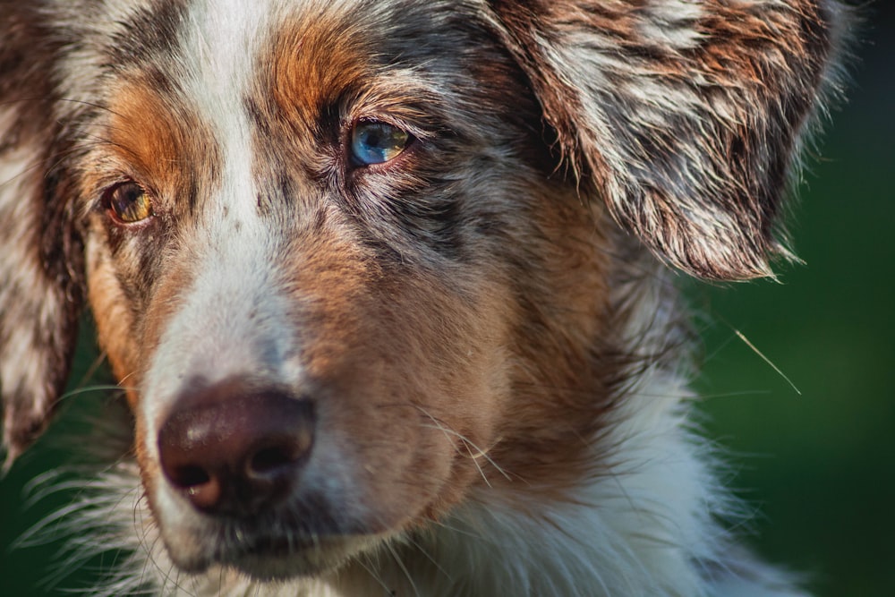 long-coated tan and white dog