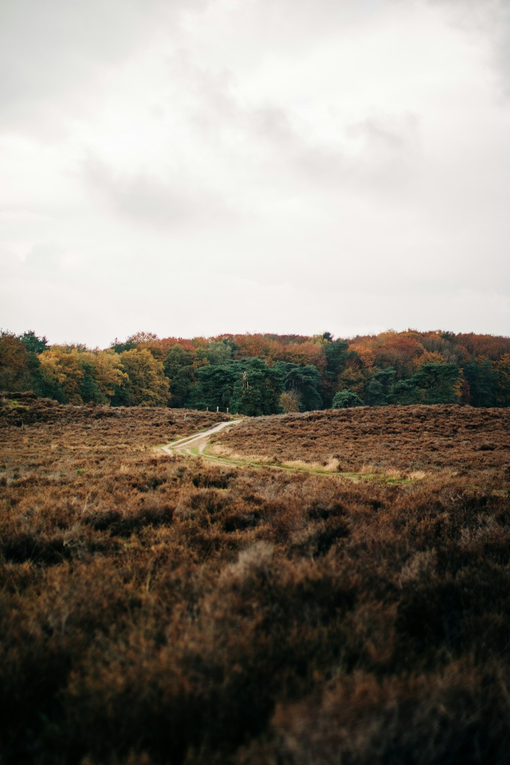 grass field in forest