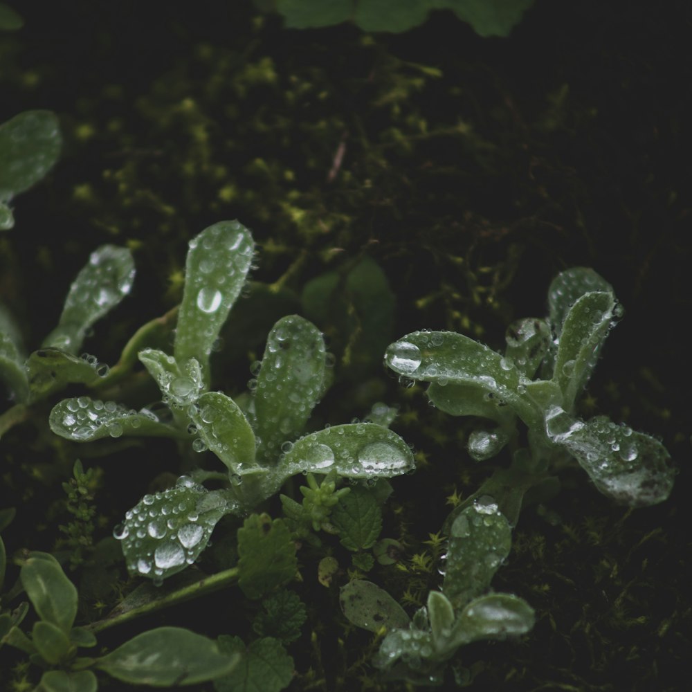 green-leafed plant