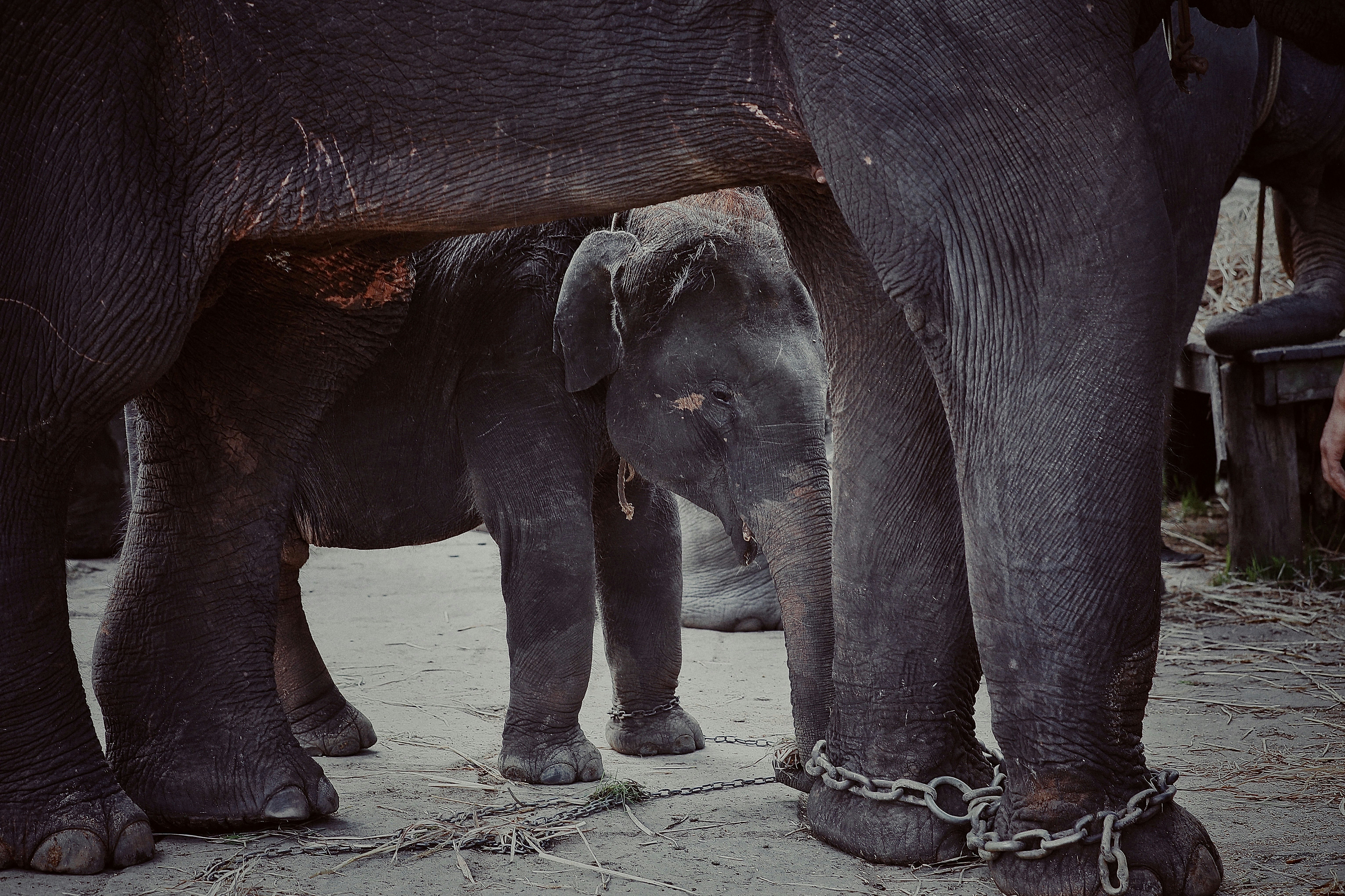 black elephant beside baby elephant