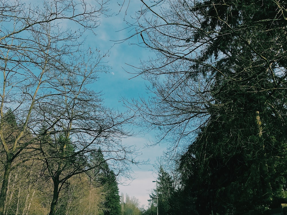 green trees under blue and white sky