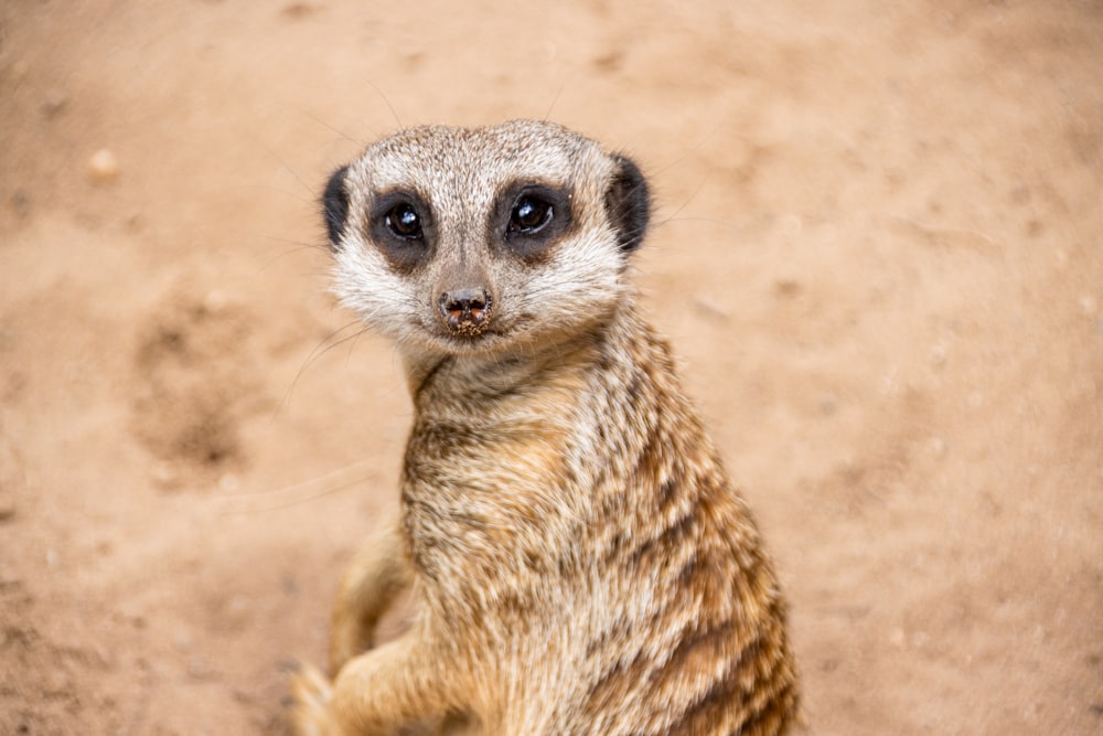 brown lemur