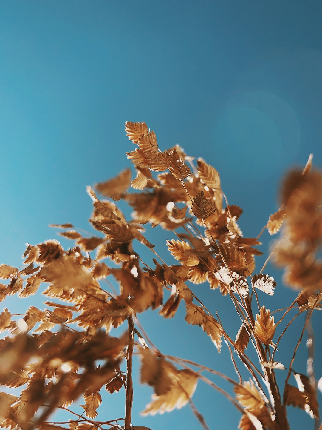 brown leaves