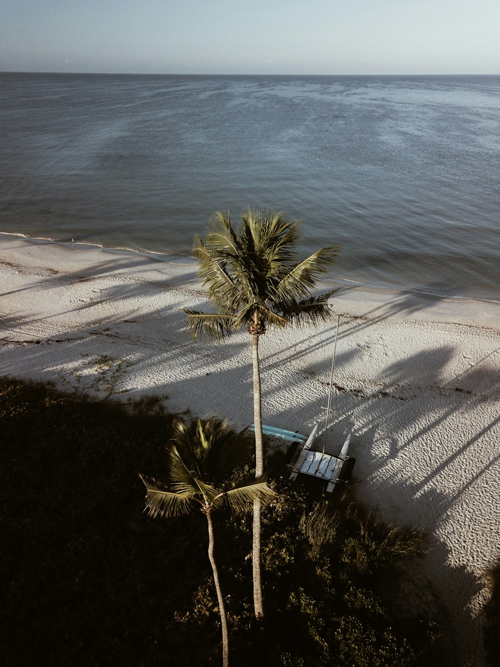 green coconut tree