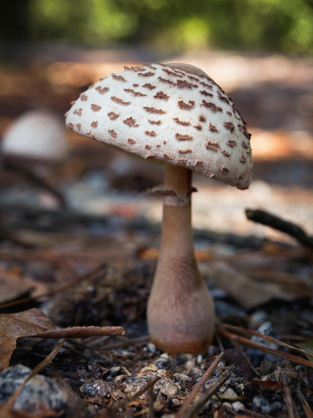 white mushroom