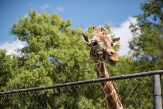 brown and white giraffe ]