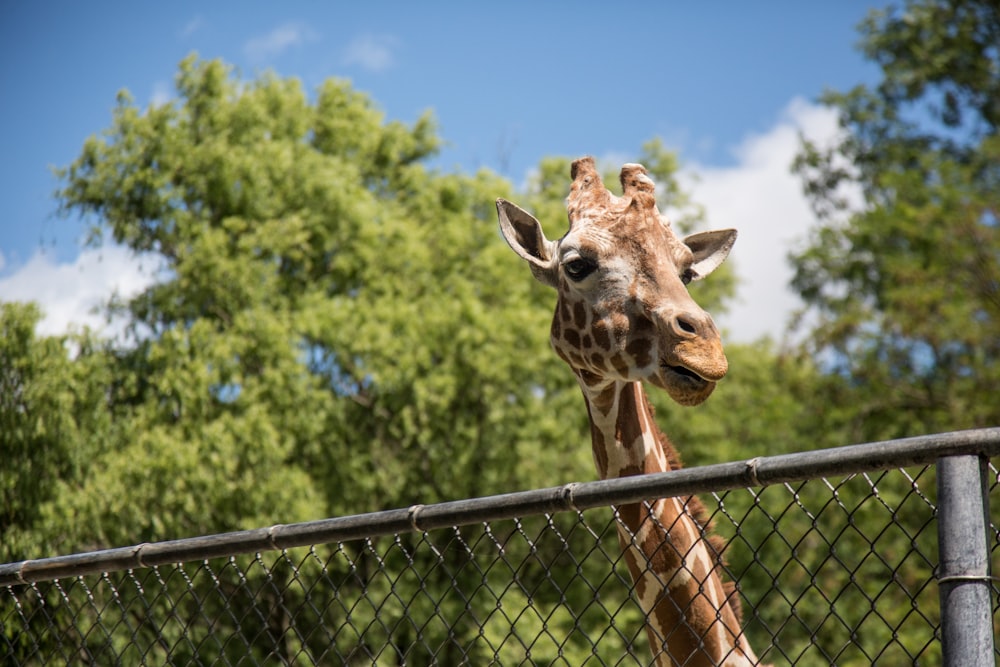 girafa marrom e branca ]