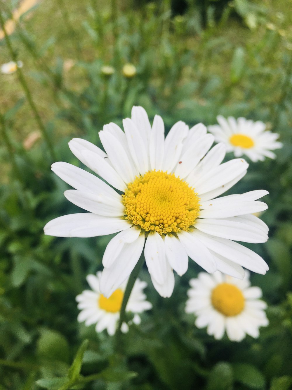 white daisy flowers