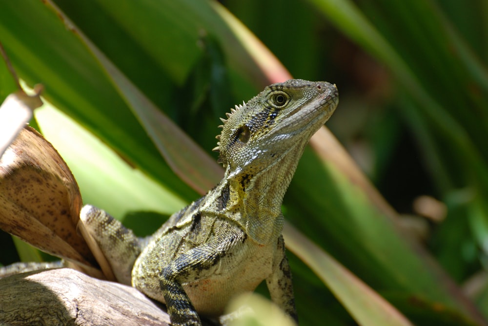 Foto eines grauen Reptils mit flachem Fokus