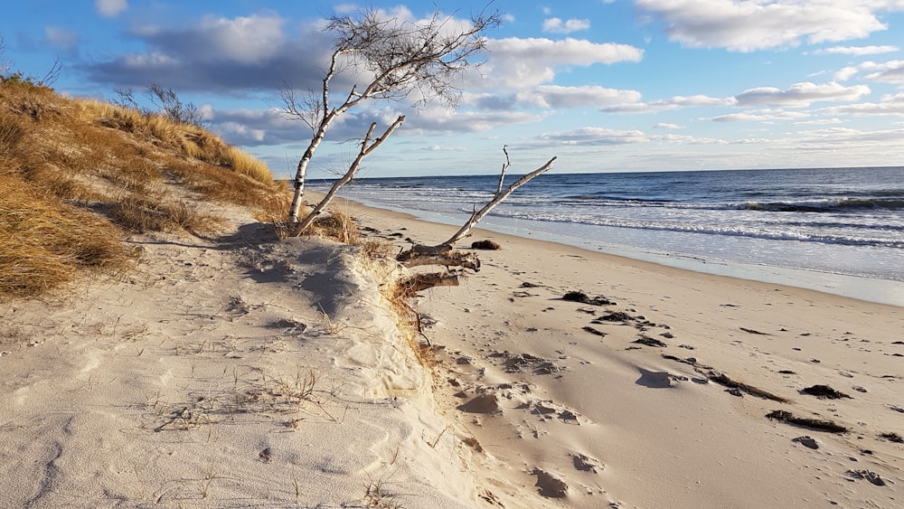 seashore scenery