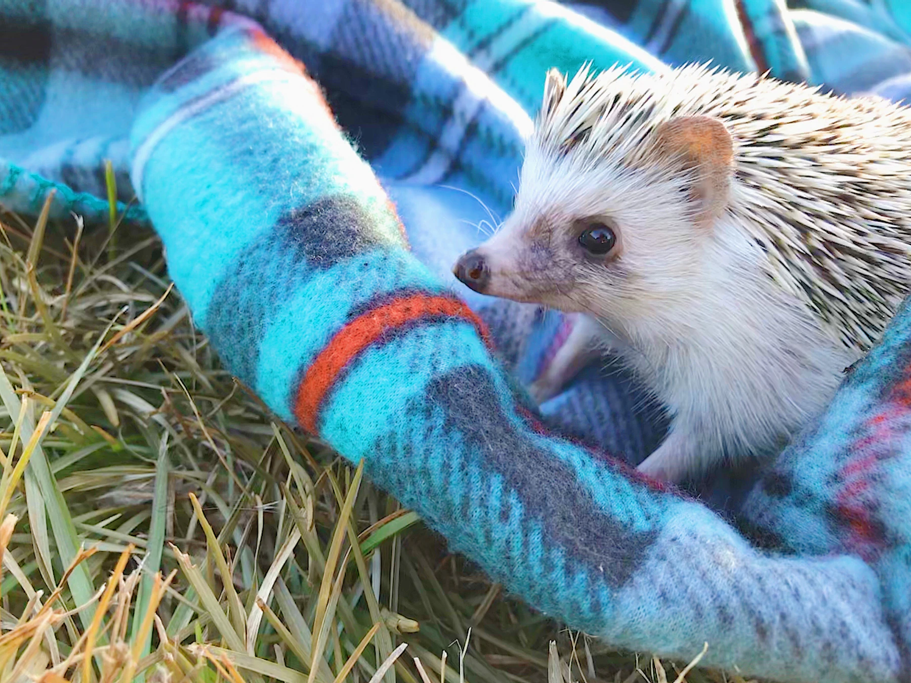 A pale hedgehog climbing over a turquoise plaid blanket laid on dry grass