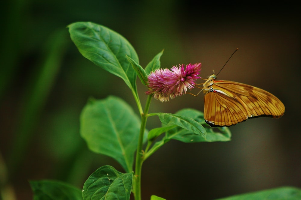 selective focus photography of brown butterfly perching pink flower