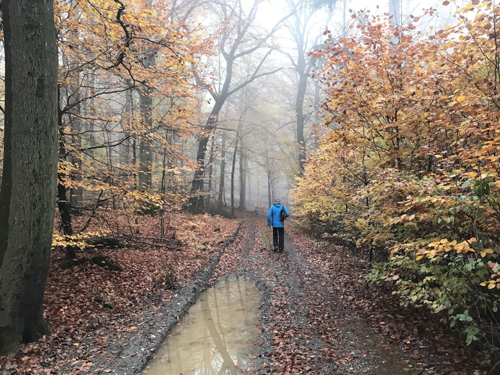 person walking between trees during daytime