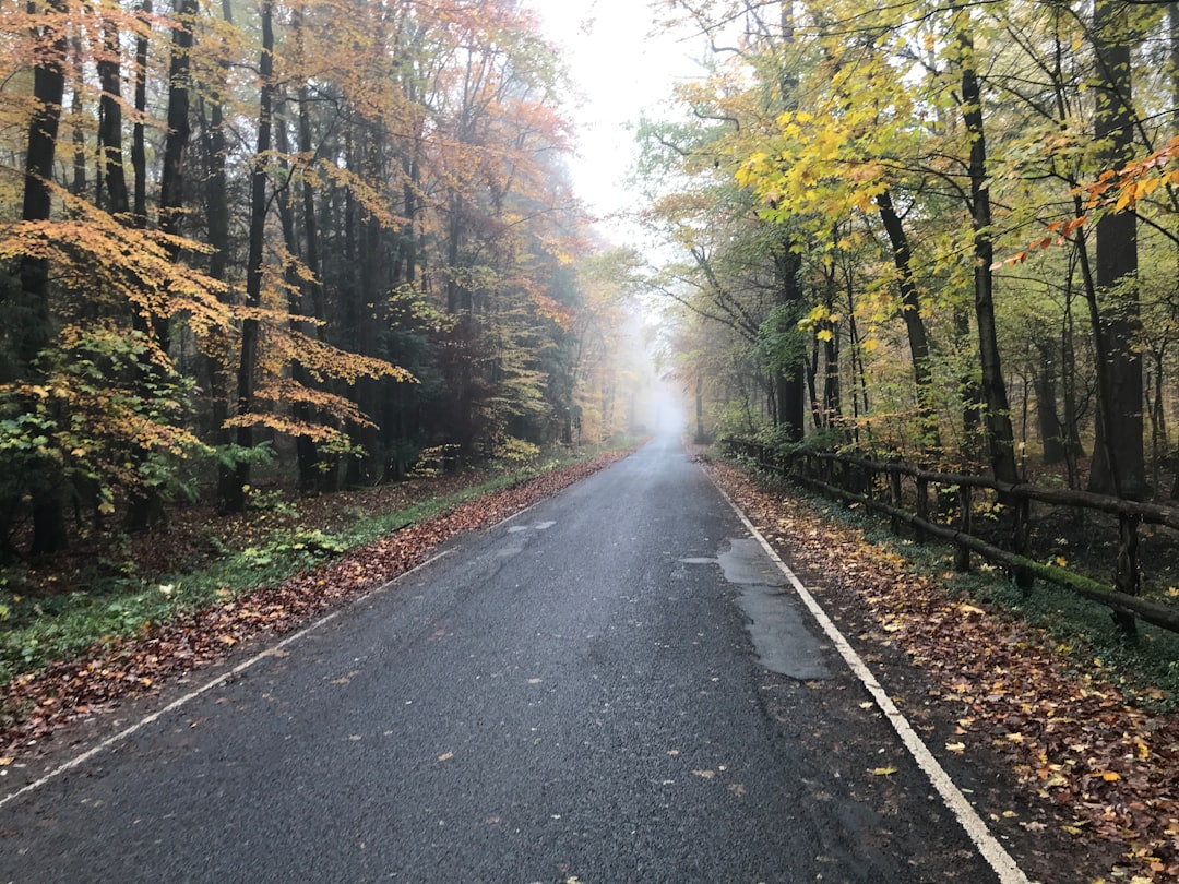 photo of Bad Homburg Forest near Schloß Moritzburg