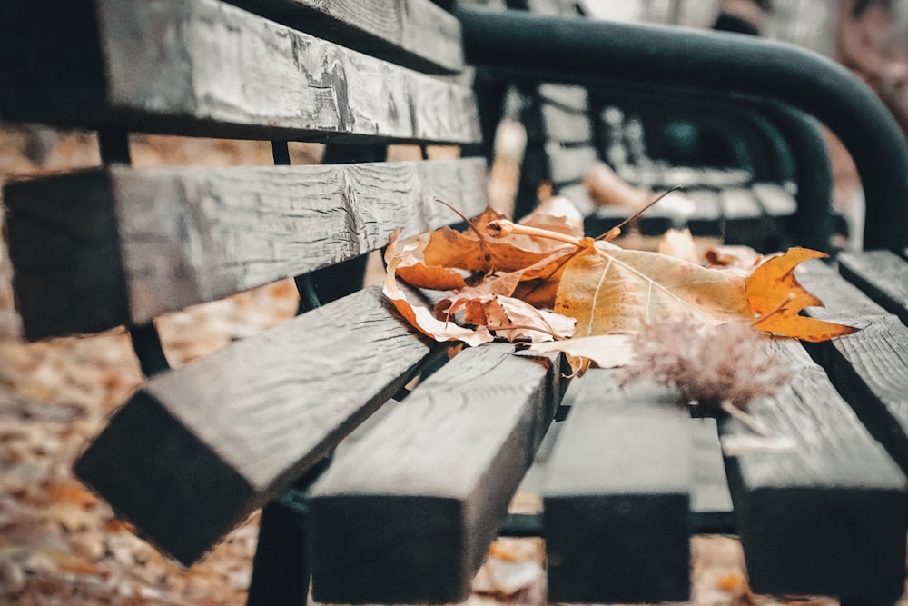 selective focus photography of brown and yellow maple leaves on wooden bench