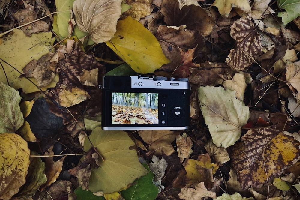 black and gray camera on withered leaves during daytime