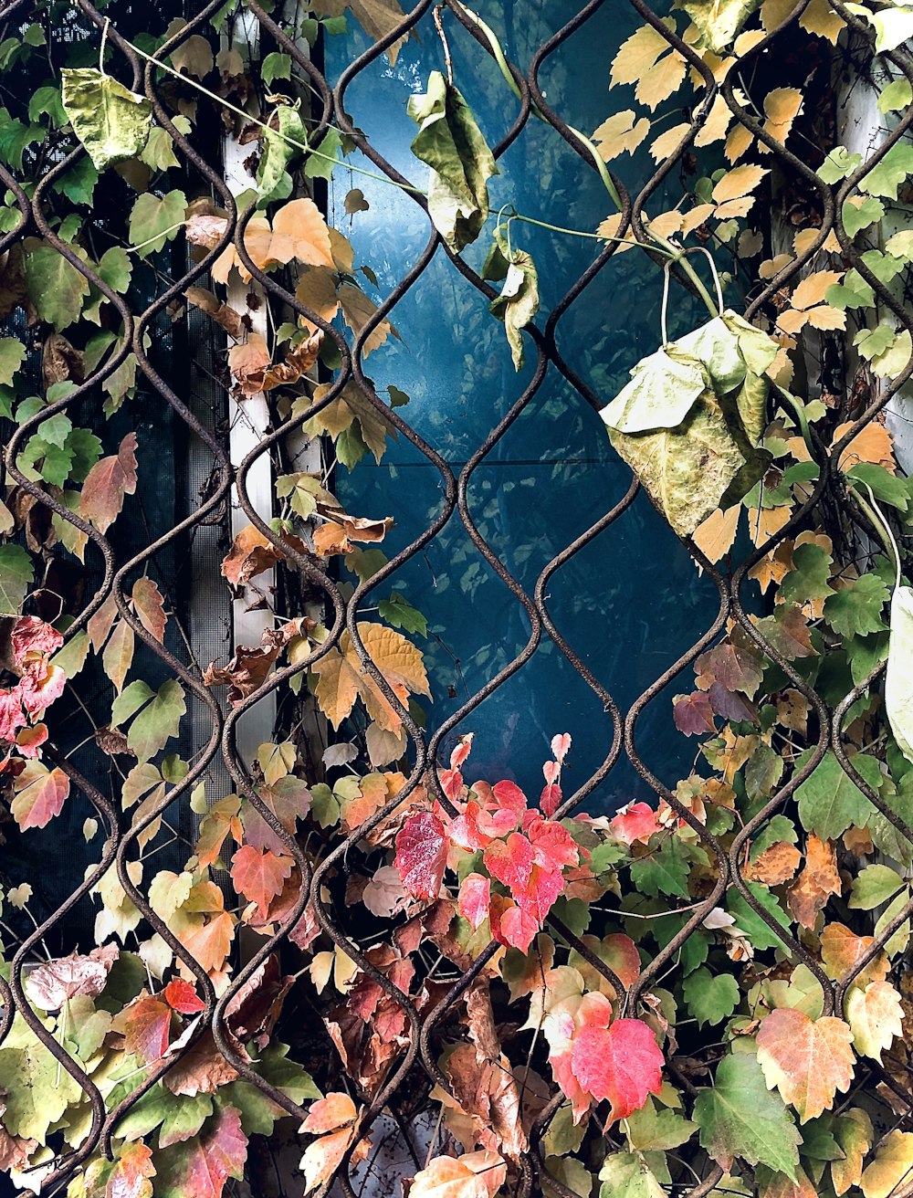 plants beside brown chainlink fence