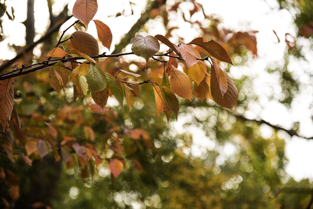 brown leaves