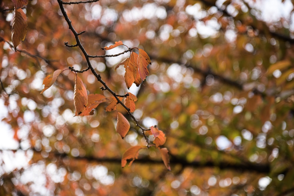 selective focus photography of orange leaves