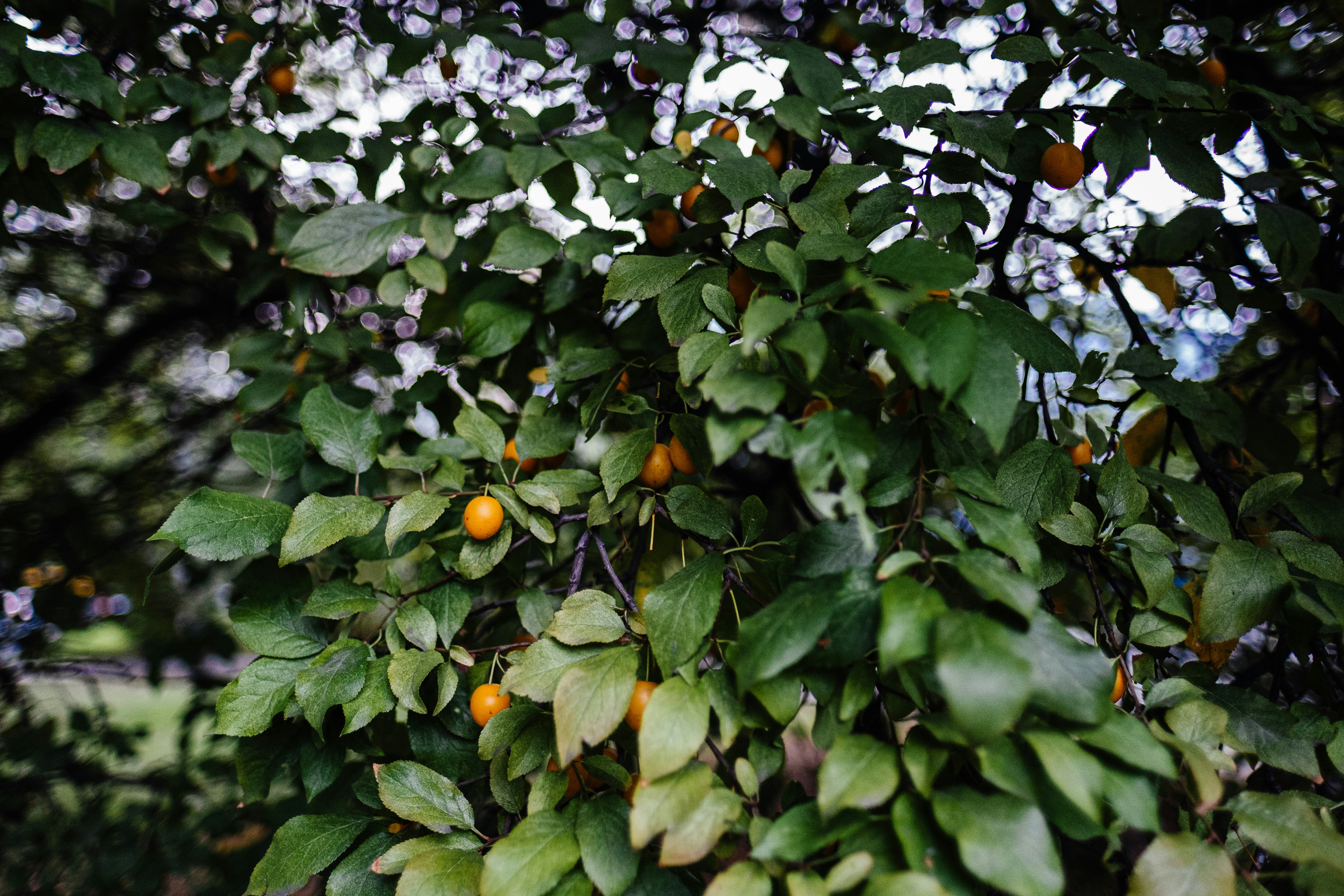 orange fruit
