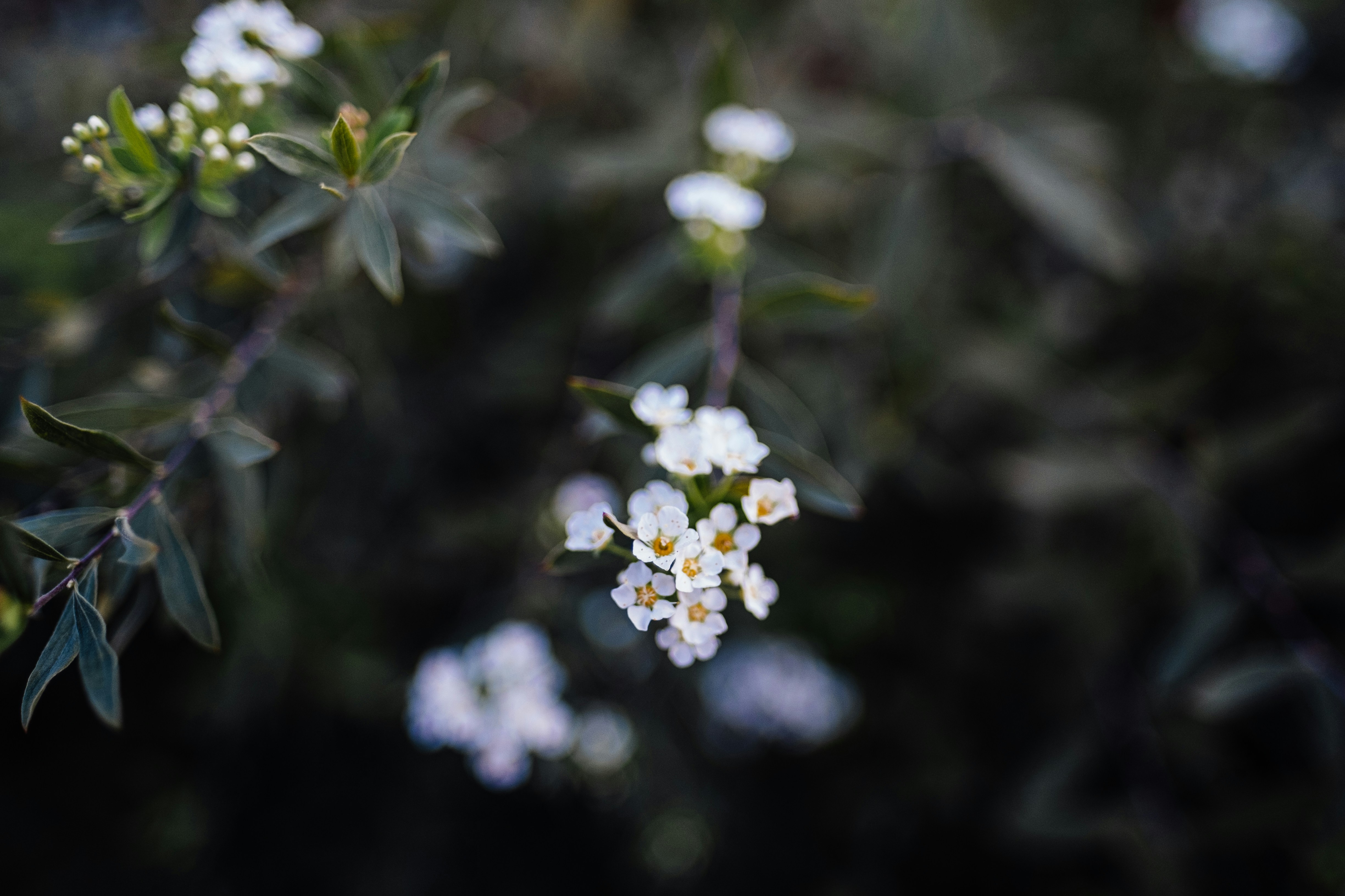 white cluster flowers