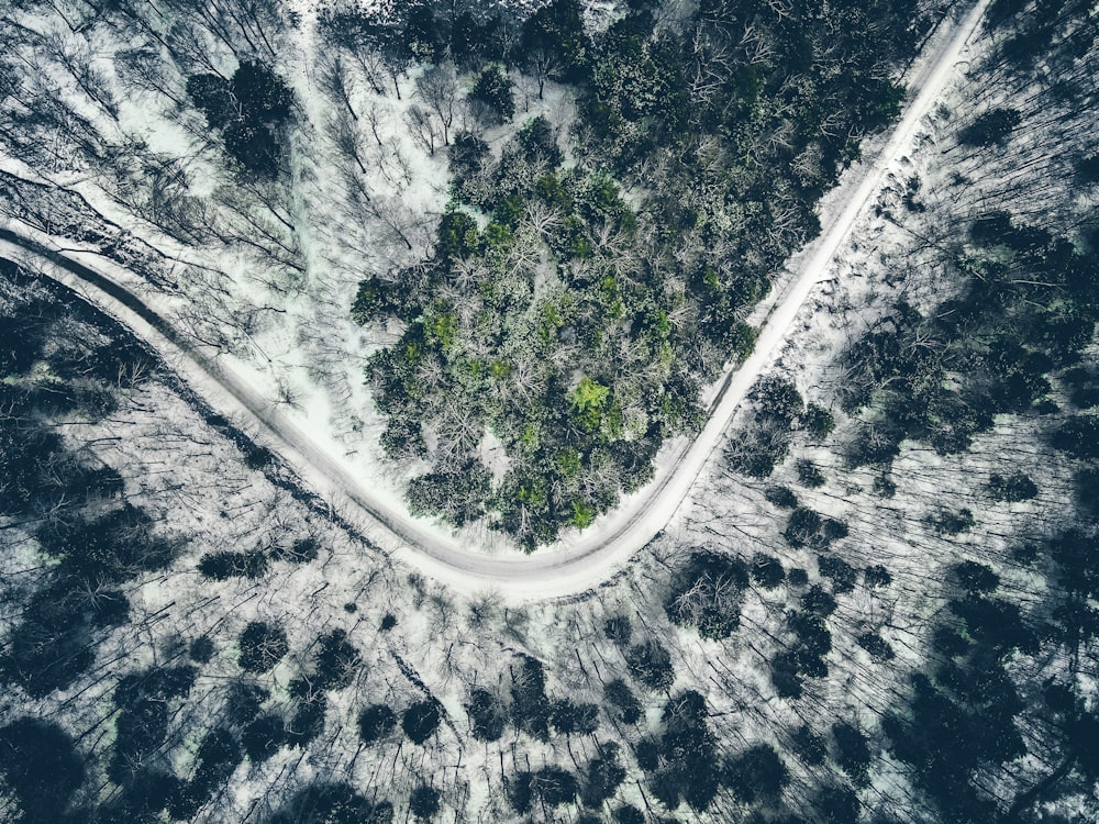 aeral view of road between trees