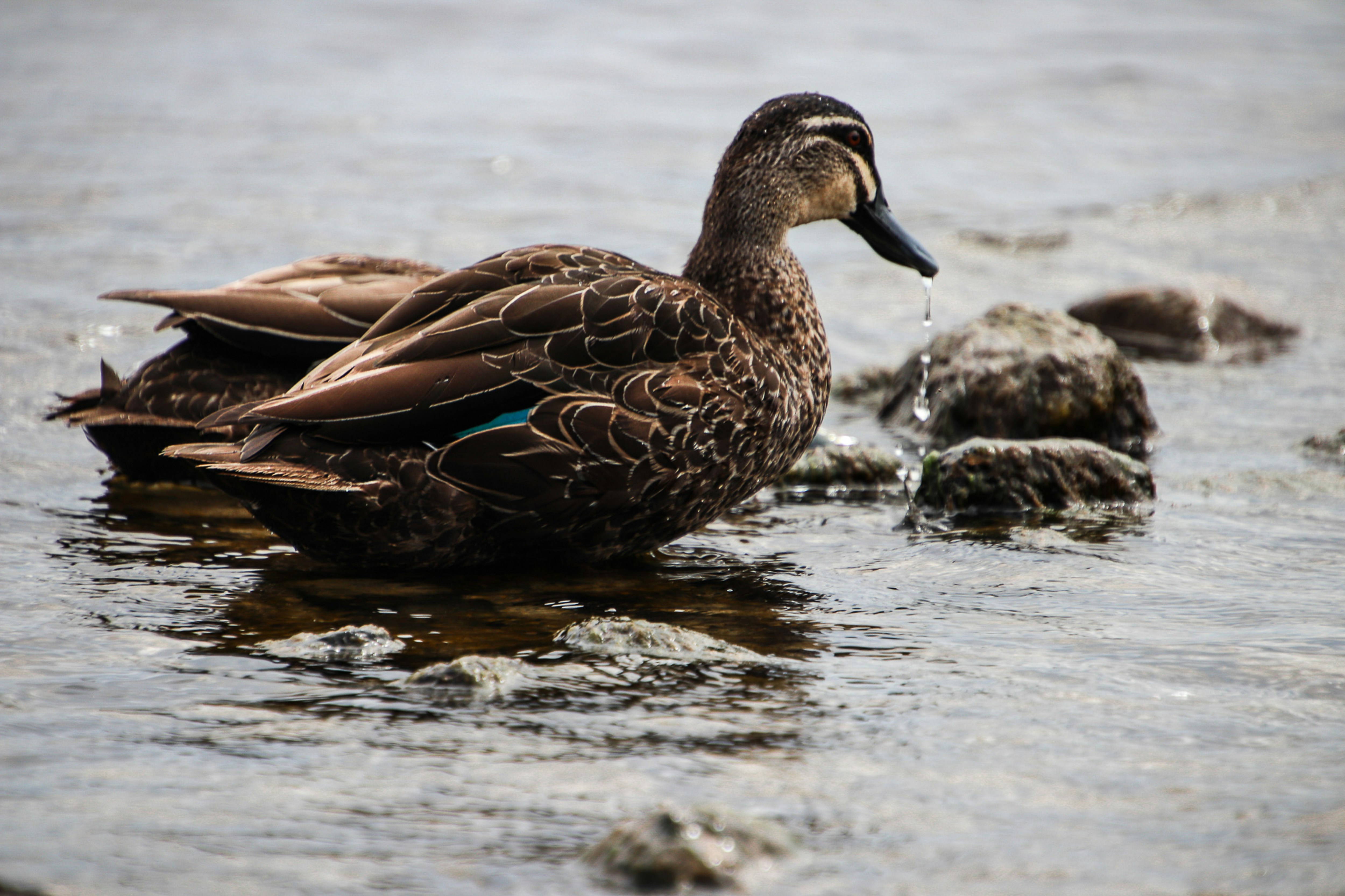 Photo by dc_snapshots