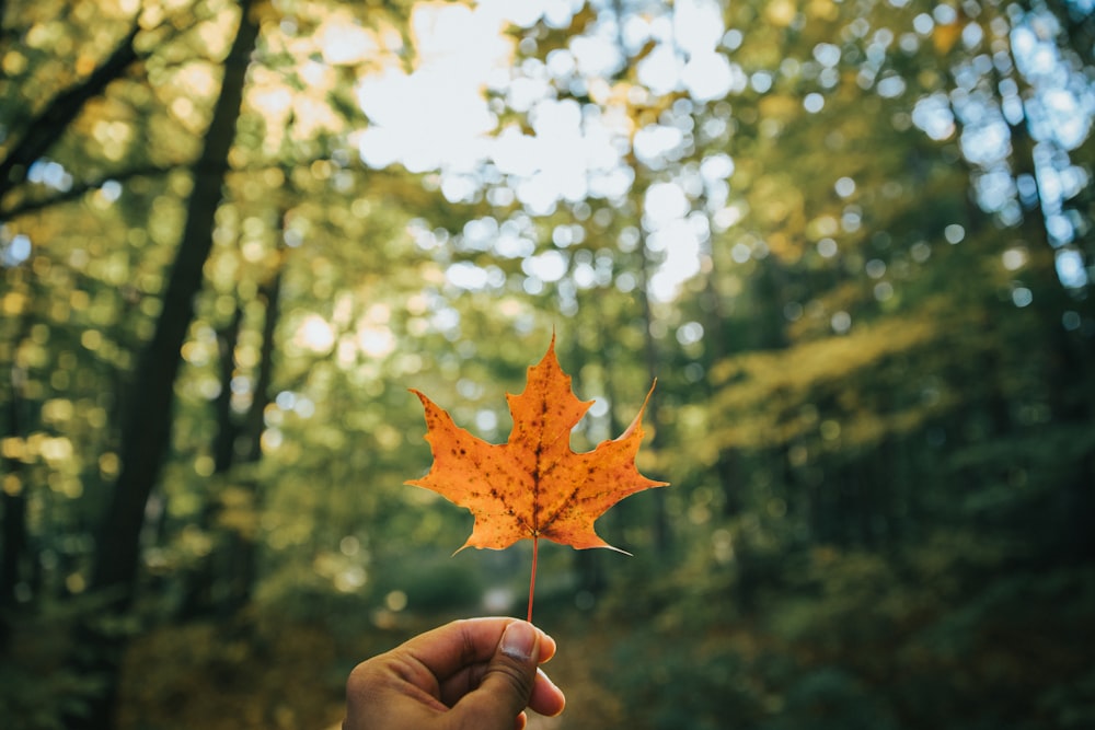 shallow focus photo of brown maple leaf